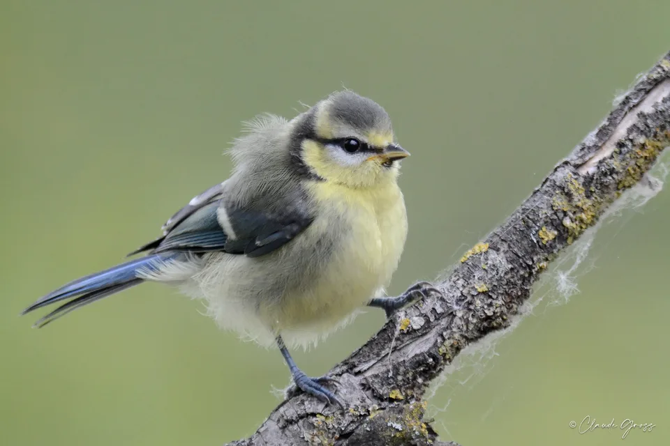 Mésange bleue