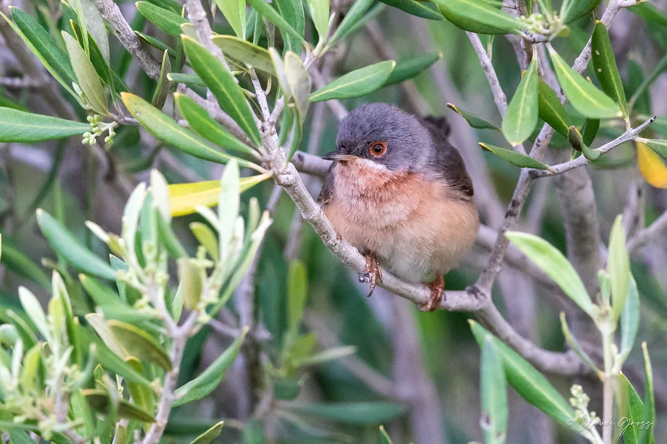 Fauvette passerinette