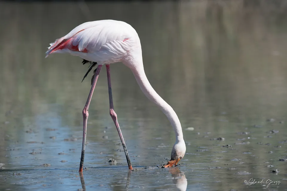 Flamant rose