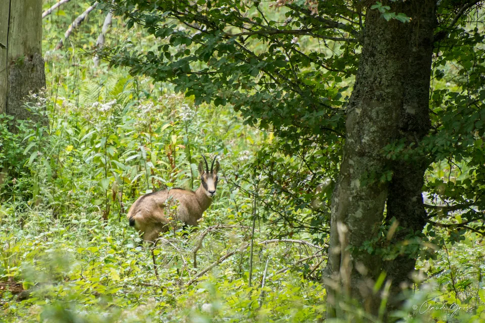 Chamois