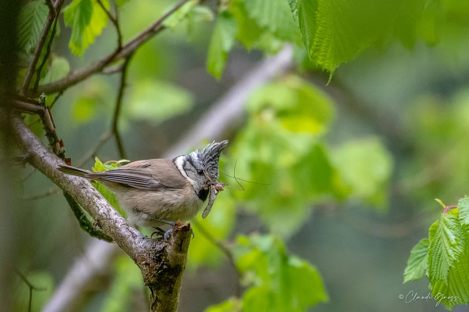 Mésange huppée