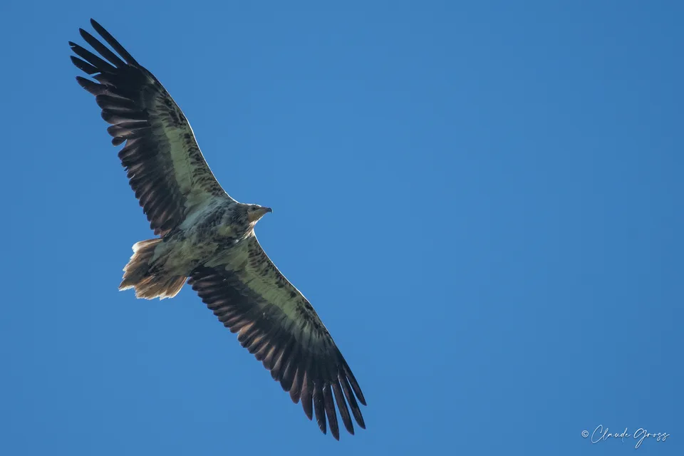 Vautour percnoptère