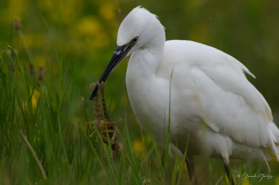 Aigrette garzette