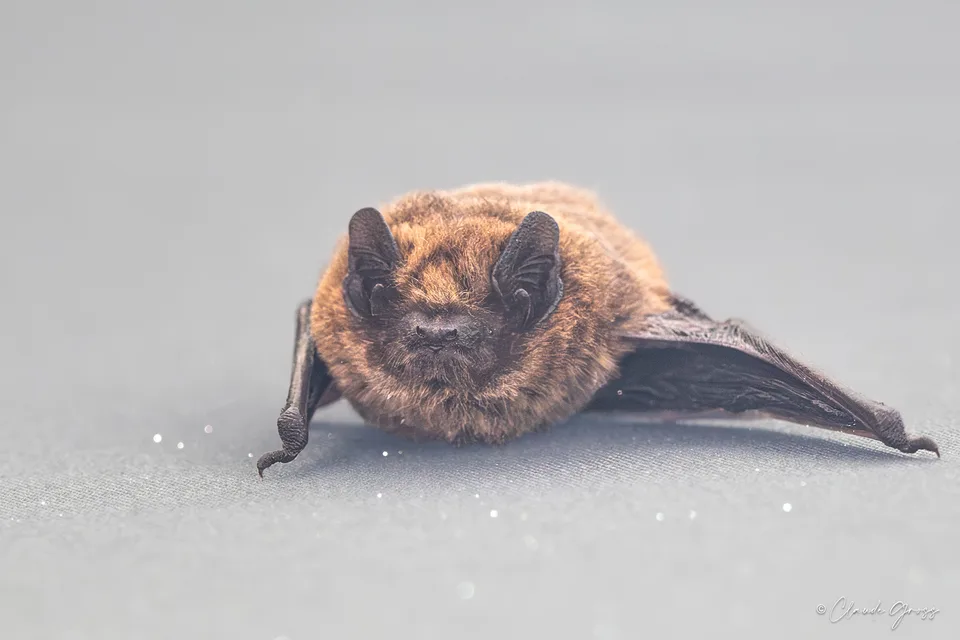 Pipistrelle commune