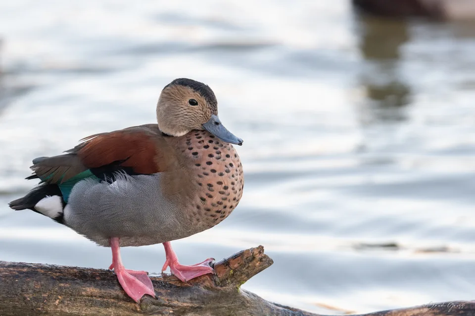 Canard à collier noir