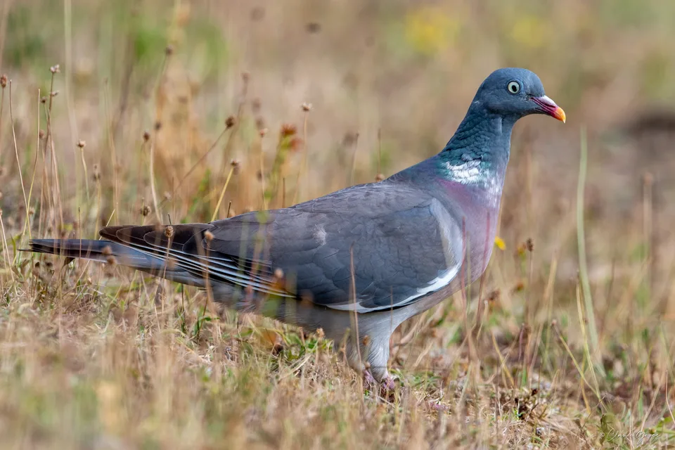 Pigeon ramier