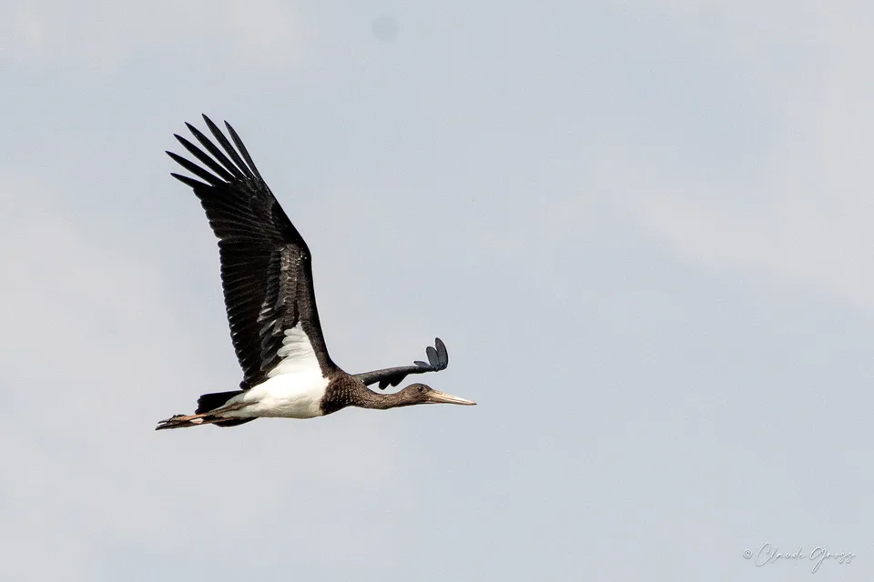 Cigogne noire