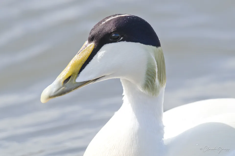 Eider à duvet