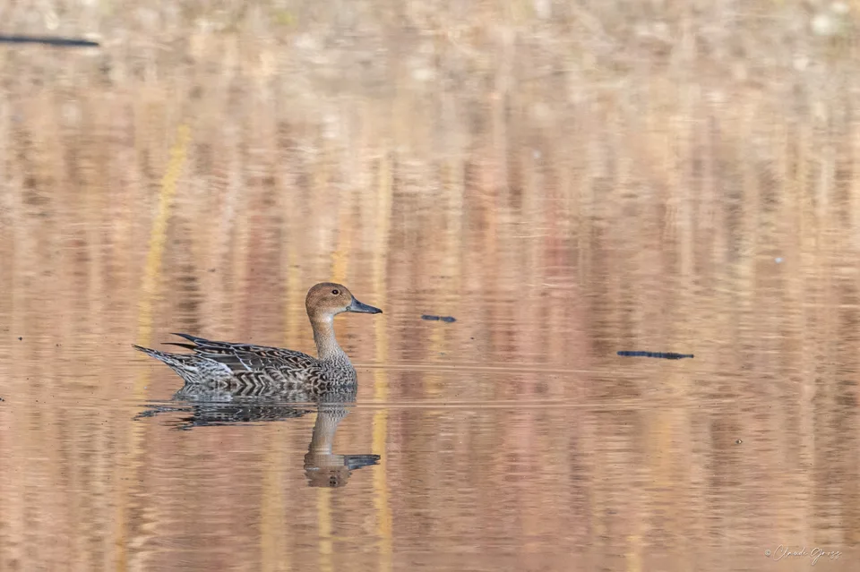 Canard pilet ♀