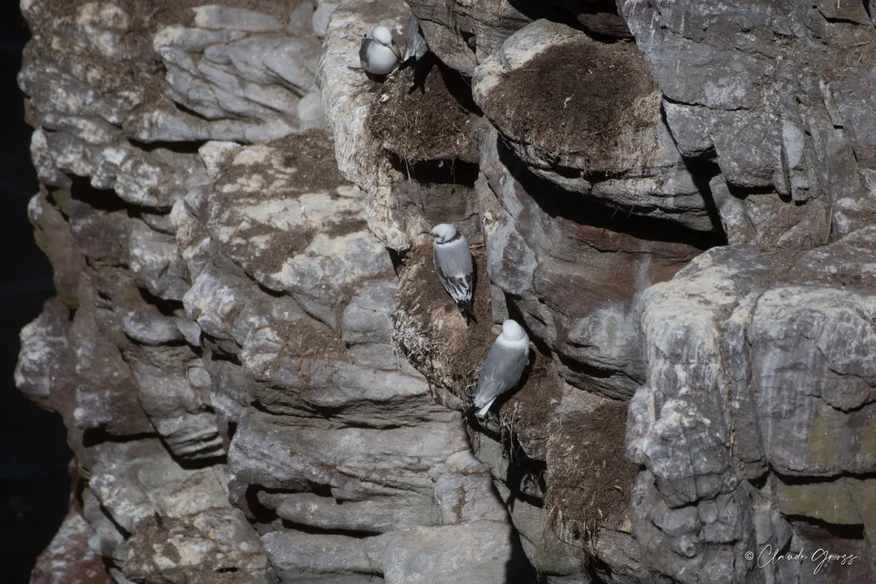Mouette tridactyle