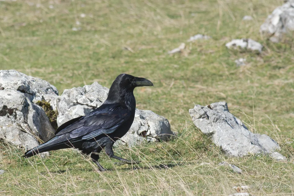 Grand Corbeau