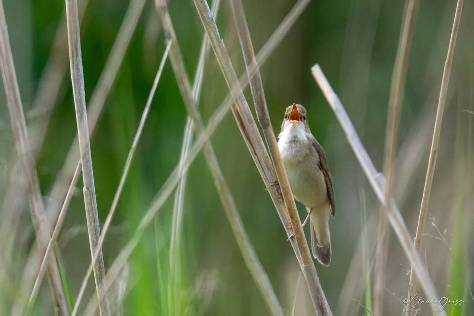 Rousserolle verderolle