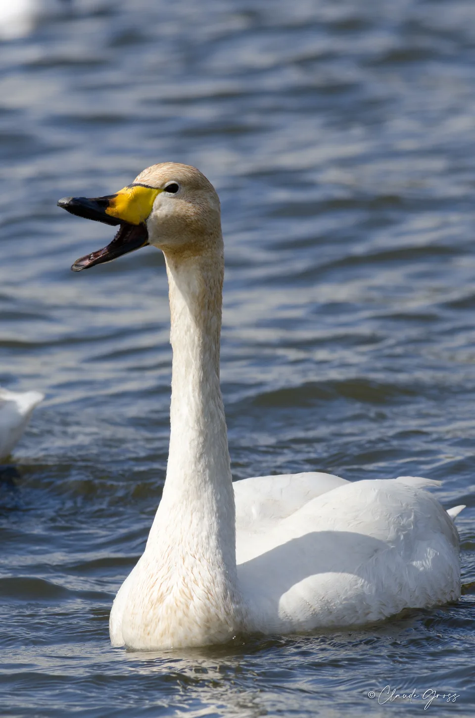 Cygne chanteur