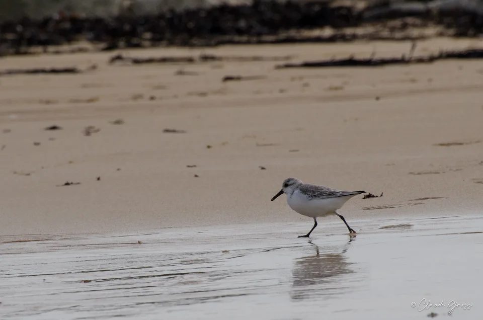 Bécasseau sanderling