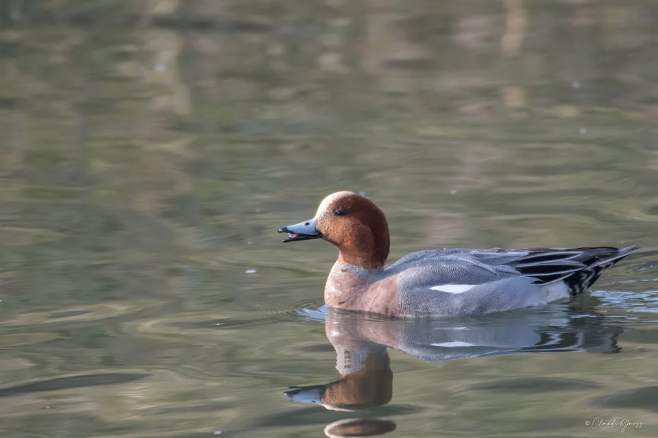Canard siffleur