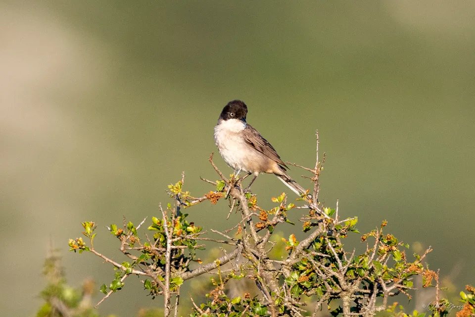Fauvette orphée