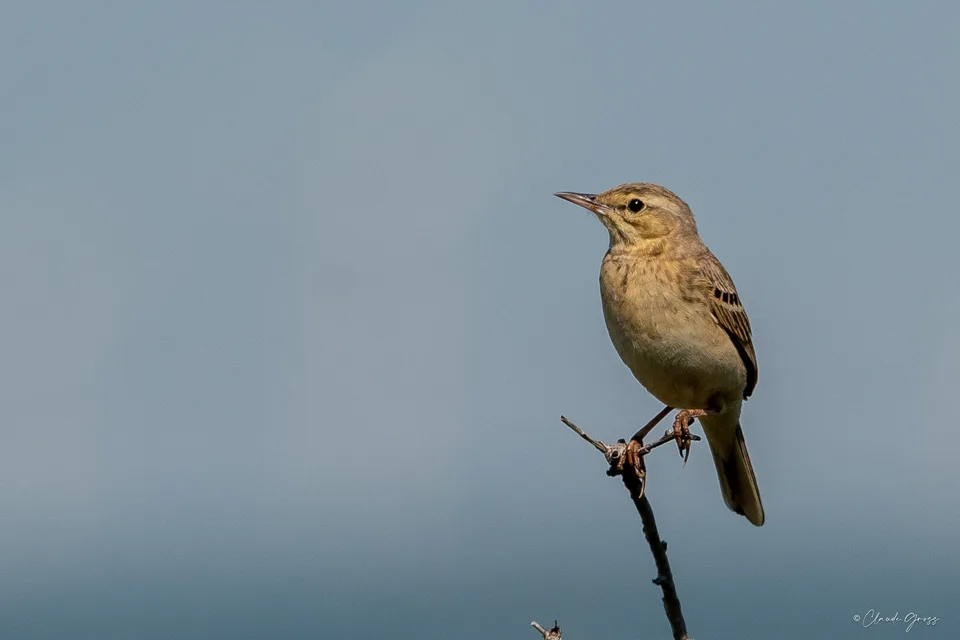Pipit rousseline