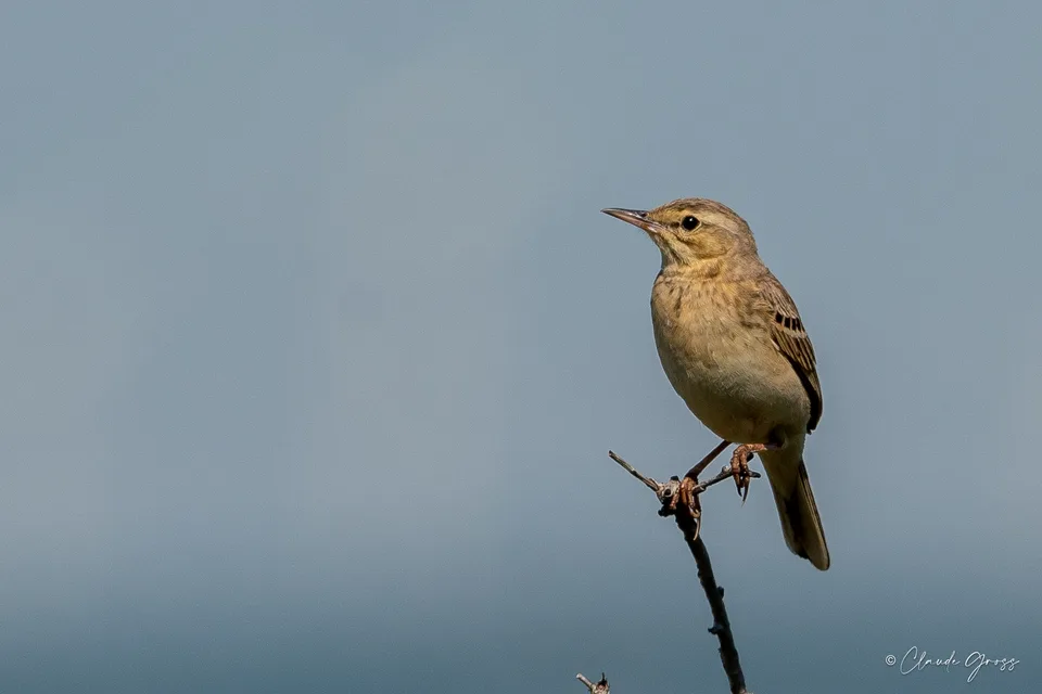 Pipit rousseline