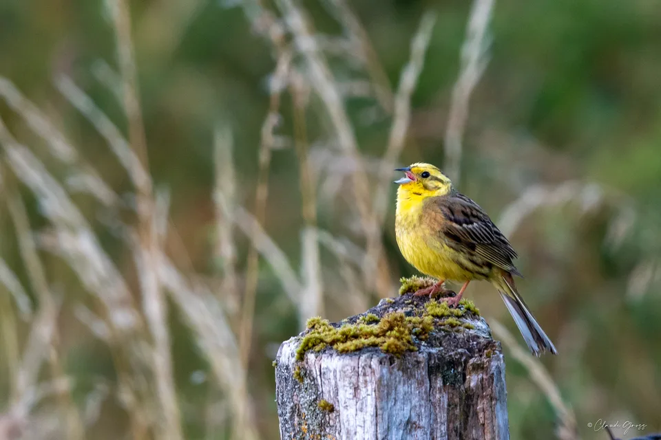 Bruant jaune