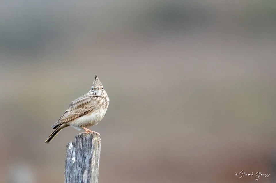 Cochevis huppé