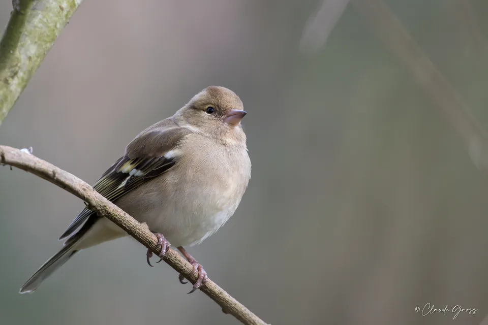 Pinson des arbres