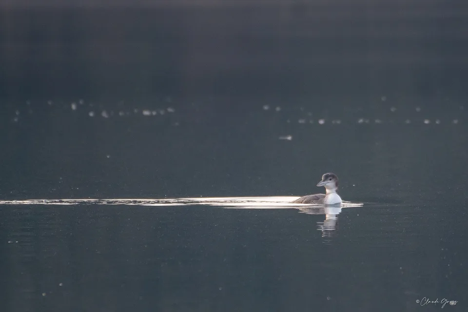 Plongeon imbrin