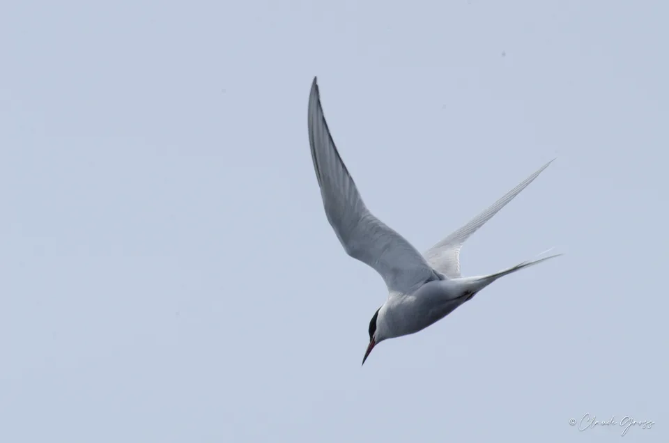 Sterne arctique