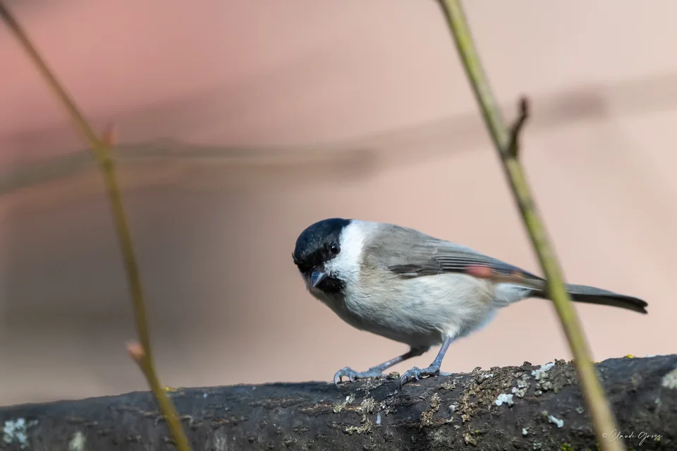 Mésange nonnette