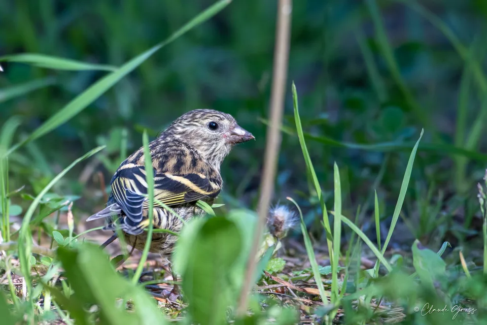 Serin cini