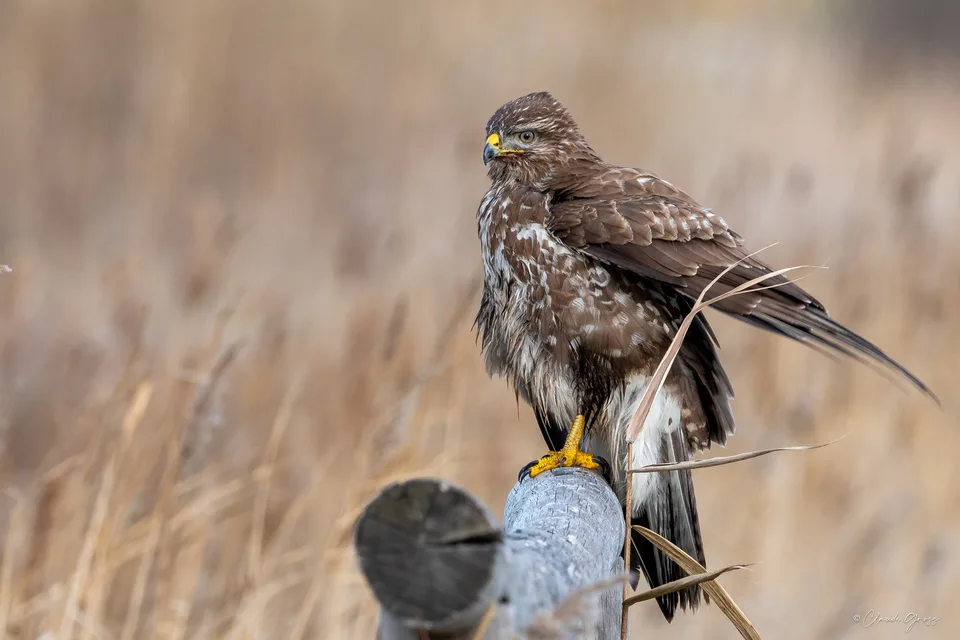 Buse variable