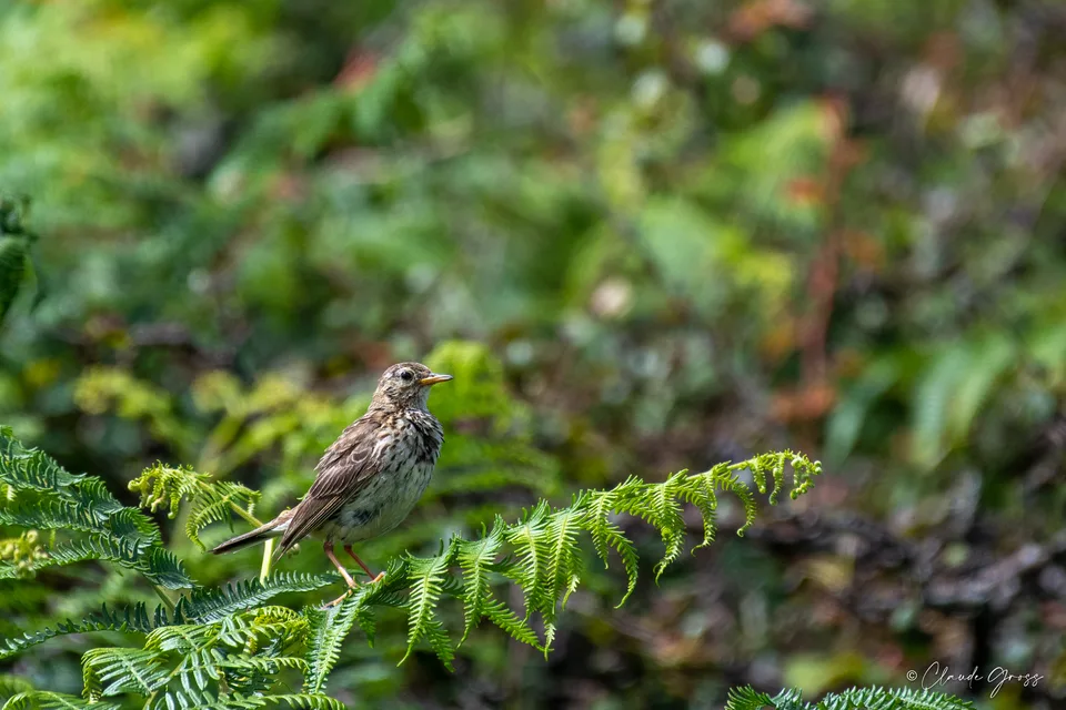 Pipit farlouse