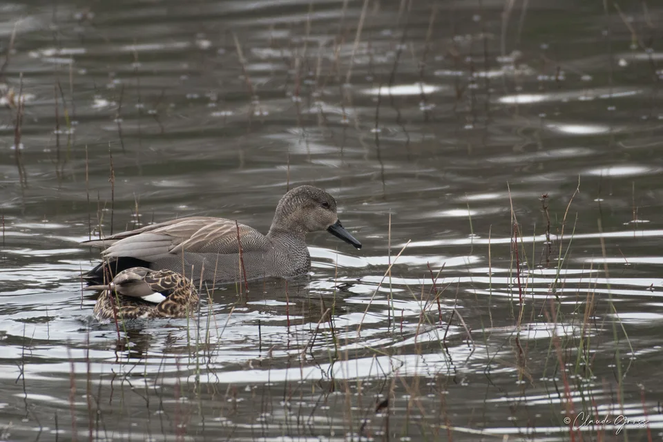 Canard chipeau