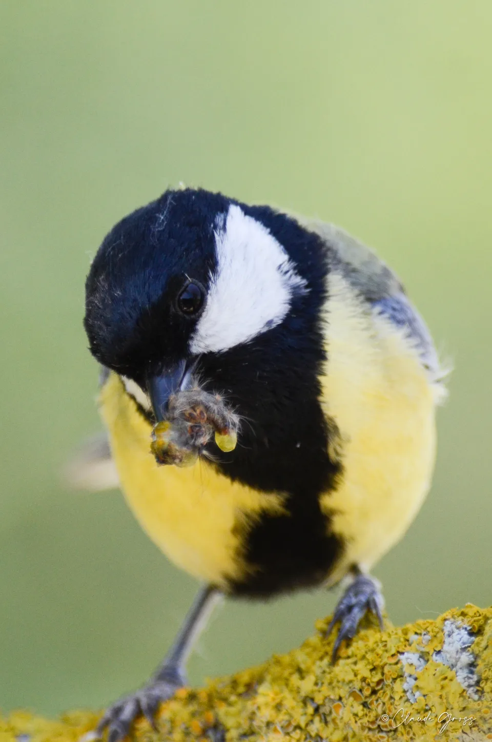 Mésange charbonnière