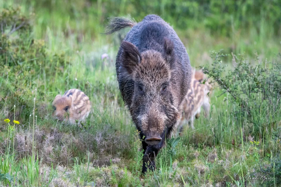 Sanglier