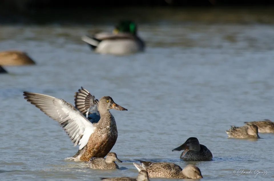 Canard souchet