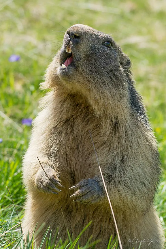 Marmotte