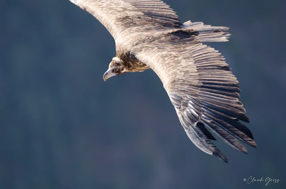 Vautour moine