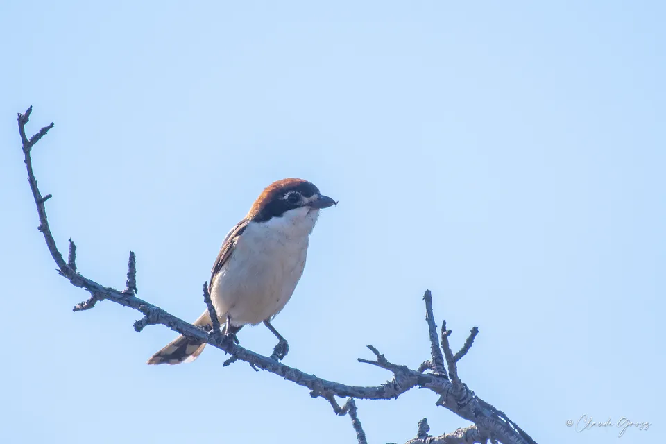 Pie-grièche à tête rousse