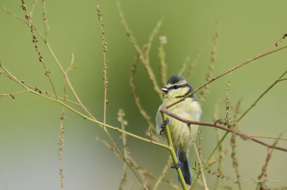 Mésange bleue