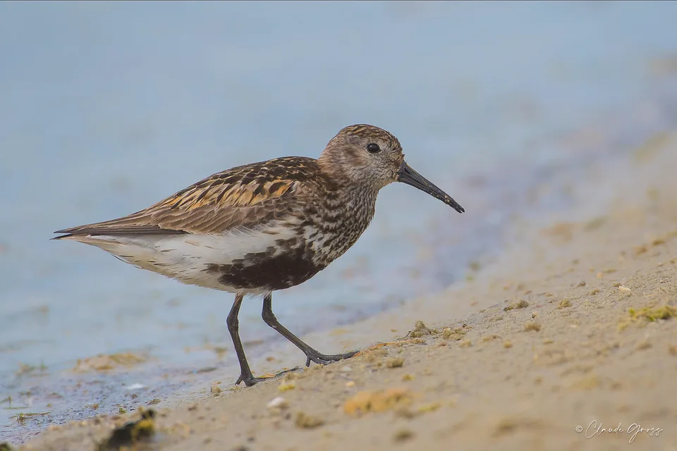 Bécasseau variable