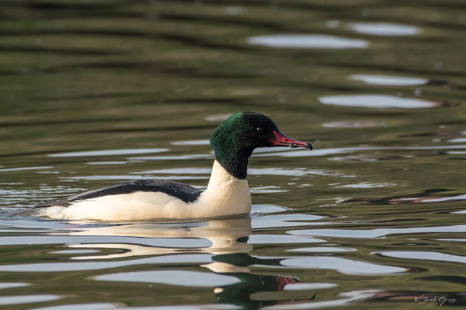 Harle bièvre ♂