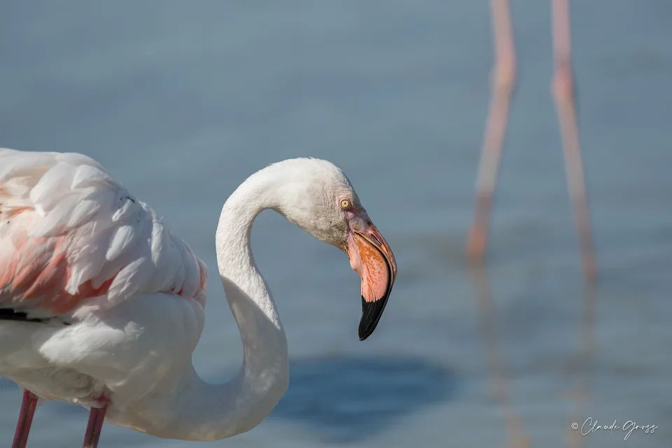 Flamant rose