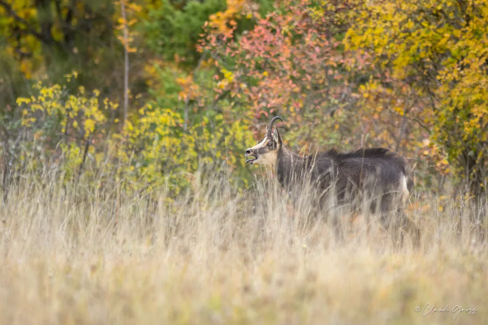 Chamois