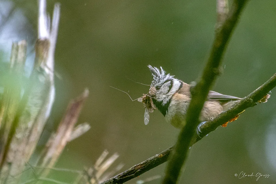 Mésange huppée