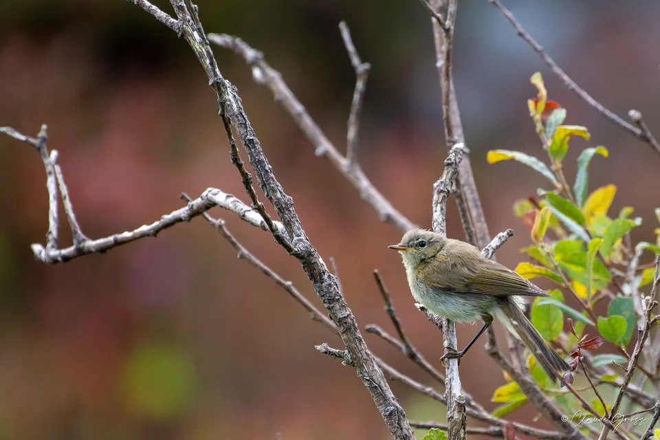 Pouillot véloce