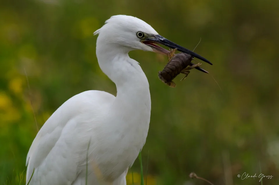 Aigrette garzette