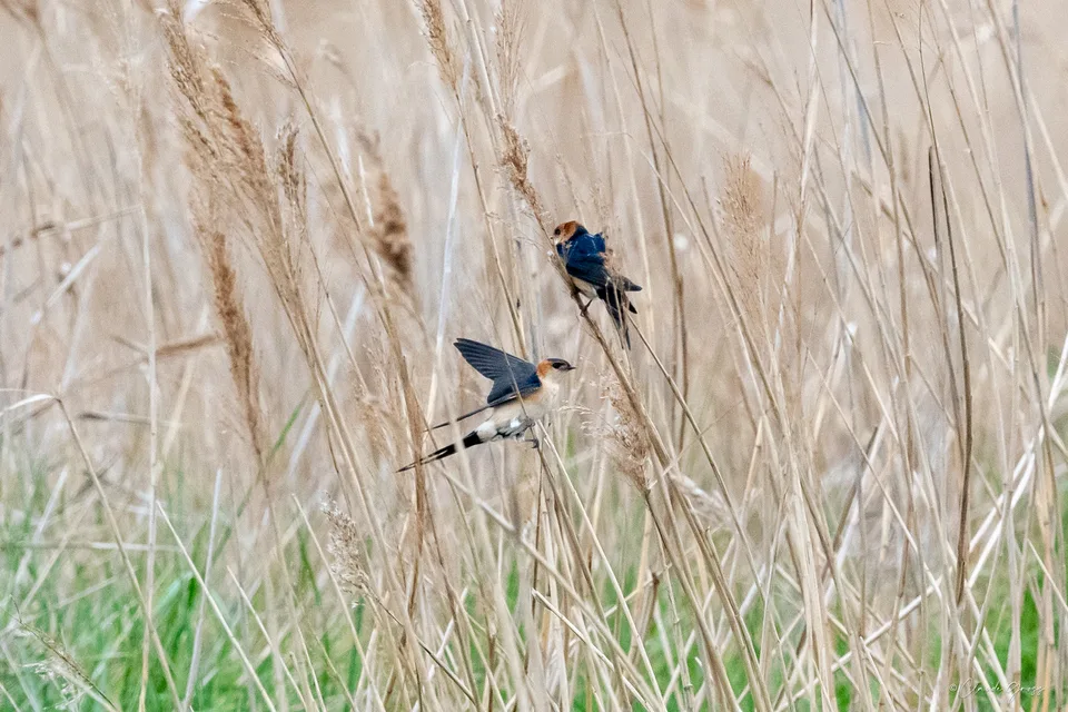 Hirondelle rousseline