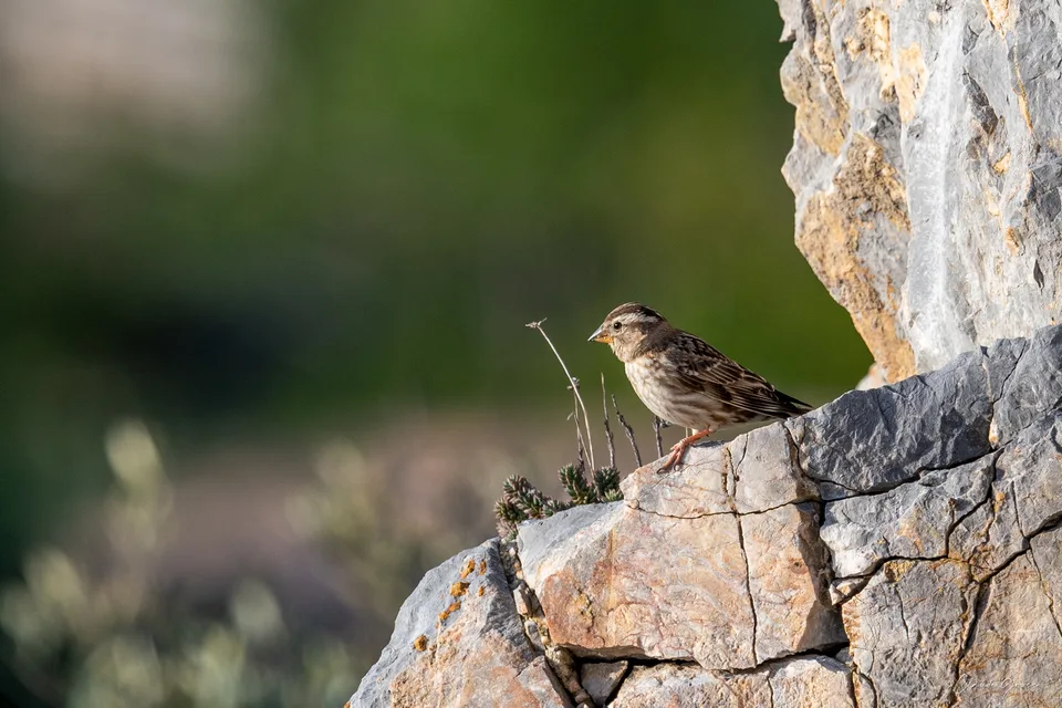Moineau soulcie
