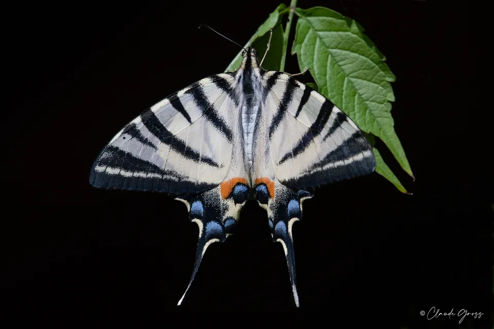 Machaon