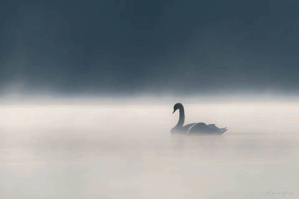 Cygne tuberculé